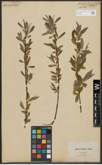 Foto von Salix alba L.